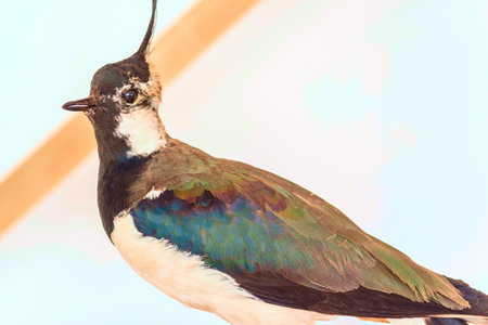 Stuffed bird close up.の写真素材