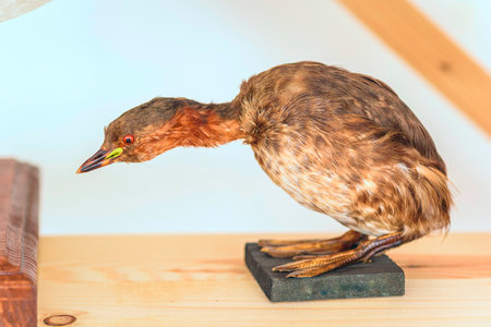 Stuffed bird close up.の写真素材