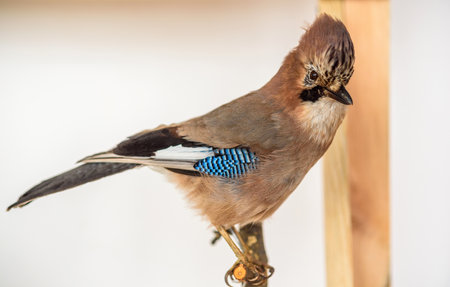 Jay portrait on light backgroundの写真素材