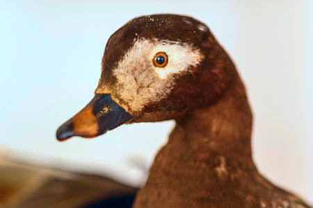 Stuffed bird close up.の写真素材