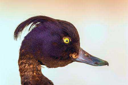 Stuffed bird close up.の写真素材