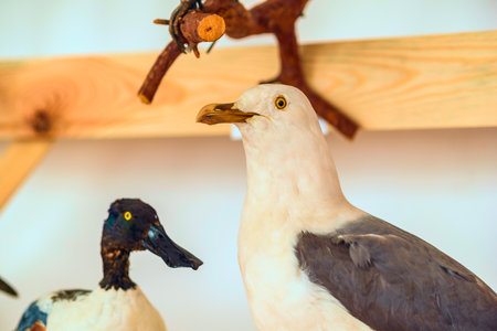 Stuffed bird close up.の写真素材