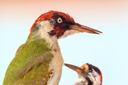 A close-up of a woodpecker.の写真素材
