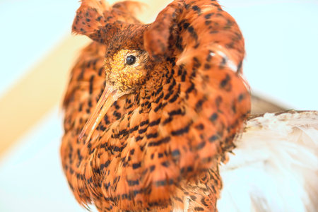 Stuffed bird close up.の写真素材