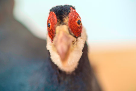Stuffed bird close up.