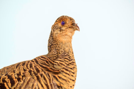 Stuffed bird close up.の写真素材
