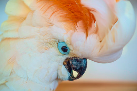 Beautiful stuffed parrot.の写真素材