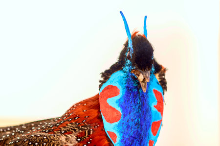 Scarecrow beautiful bird Tragopan.の写真素材