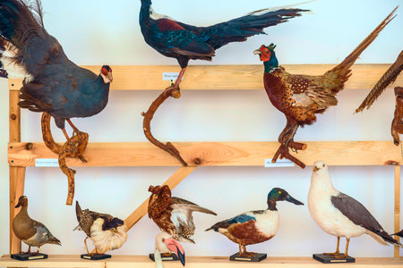 Stuffed bird close up.の写真素材