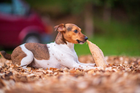 Dog breed Jack Russell plays with a piece of wood. Photographed in the park in the evening.の写真素材