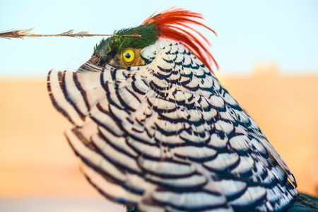 Stuffed bird close up.