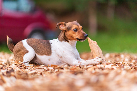 Dog breed Jack Russell plays with a piece of wood. Photographed in the park in the evening.の写真素材