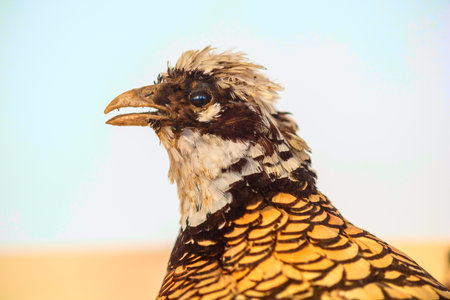 Stuffed bird close up.の写真素材