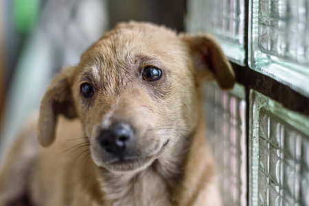 Portrait of a sad dog close up.