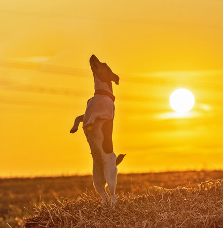 Dog Jack Russell Terrier on a sunset background.の写真素材