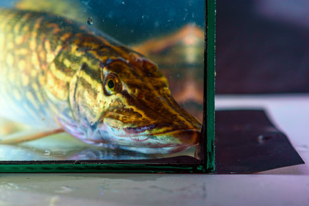 Pike in a home aquarium close-up.