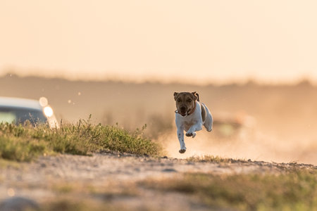 Jack Russell Terrier runs fast.の写真素材