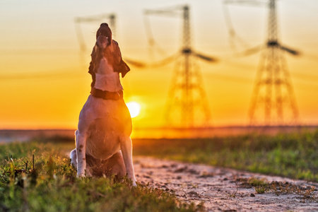 Dog Jack Russell Terrier on a sunset background.の写真素材