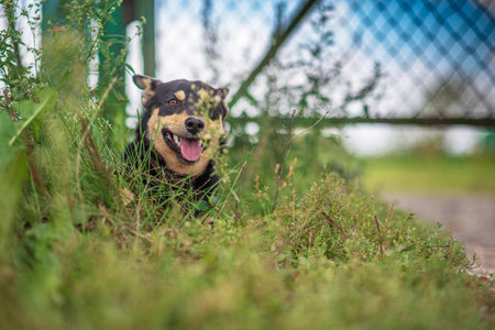 Portrait of a dog in the grass in the forest.の写真素材