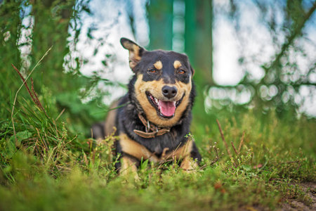 A dog is resting in the grass. Photographed close-up.の写真素材