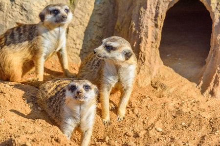 family of meerkats in natureの写真素材