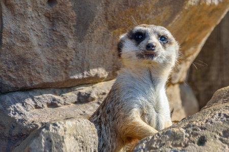 portrait of a small meerkatの写真素材