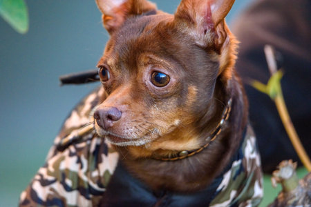 portrait of a small domestic dog.の写真素材