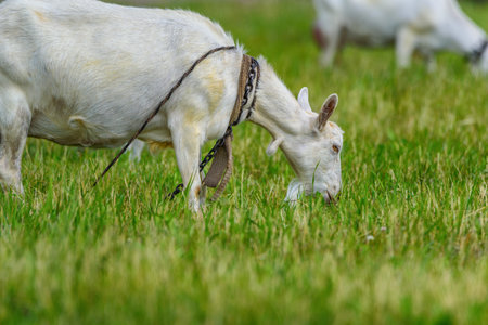 portrait of a goat in a meadowの写真素材