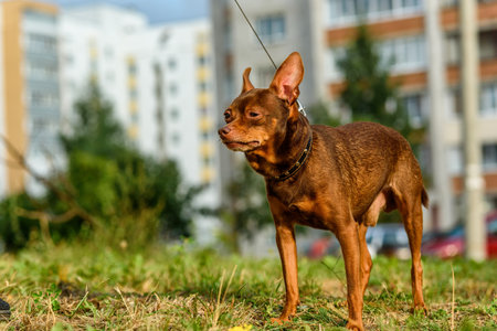 the little dog walks on a leashの写真素材