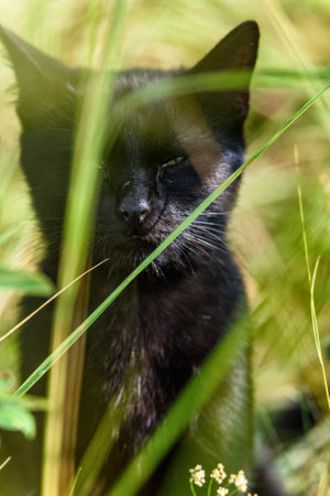 a stray black cat in the grassの写真素材