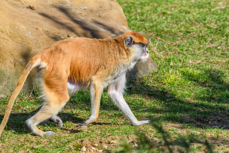 portrait of a monkey at the zooの写真素材