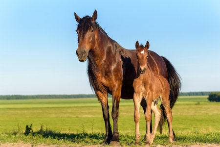 Adult horse and a young foal graze on the field against the sky.の写真素材
