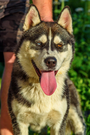 closeup portrait of siberian huskyの写真素材