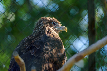 portrait bald eagle at the zoo