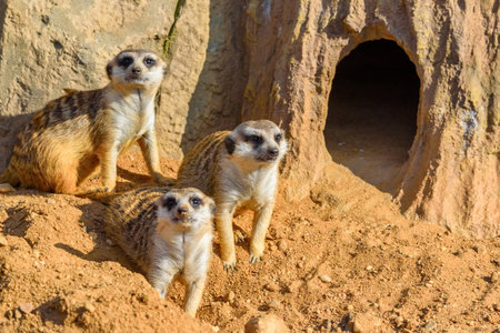 family of meerkats in natureの写真素材