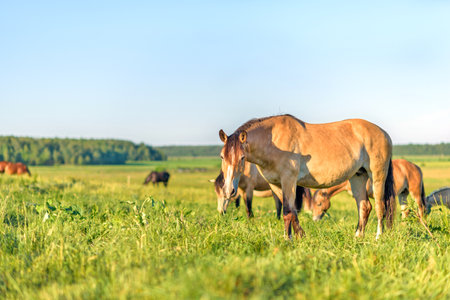 Horses graze in the meadow on a summer day.の写真素材