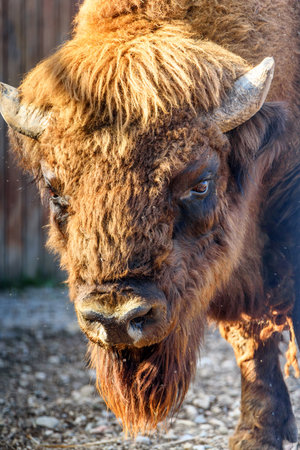 portrait of a bison close upの写真素材