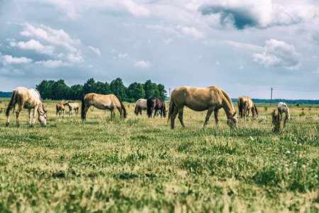 Horses on a field at a farm in summer. Photographed in a High-key.の写真素材