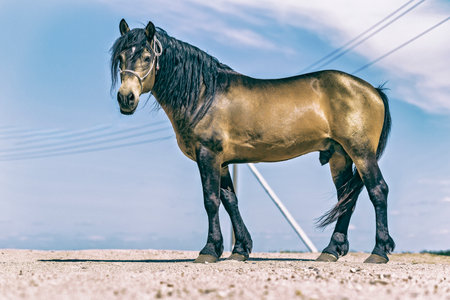 A horse stands on a sandy surface with a clear blue sky in the background.の写真素材