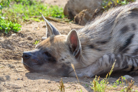 portrait of a hyenaの写真素材