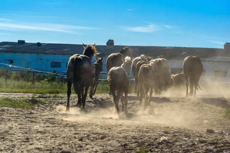 horses on a farm in summerの写真素材