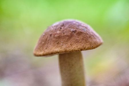 mushroom in the forest macroの写真素材