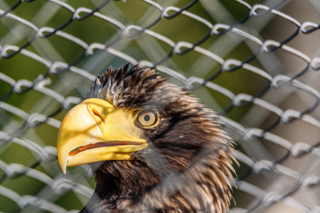 a portrait of a white-tailed eagle in a cage