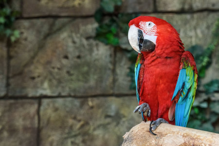 portrait of ara macao close-upの写真素材