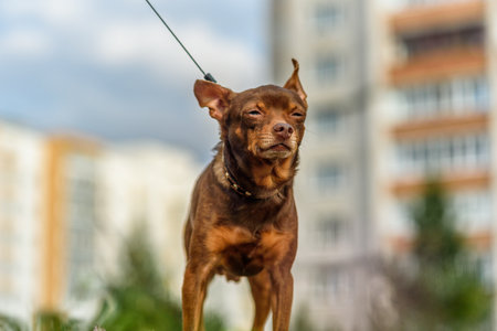 the dog squinted in the sunの写真素材