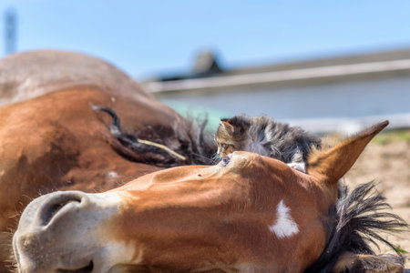 A small gray kitten sits on the head of a lying horse. Photographed close-up.の写真素材