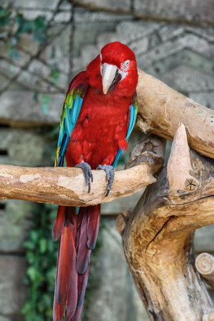 portrait of ara macao close-upの写真素材