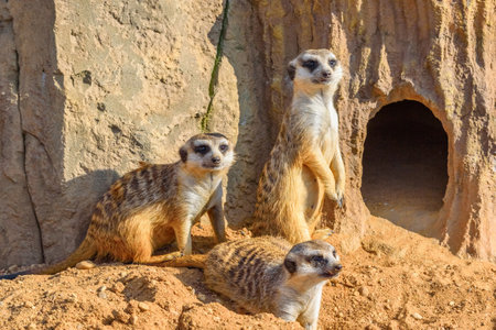 family of meerkats in natureの写真素材