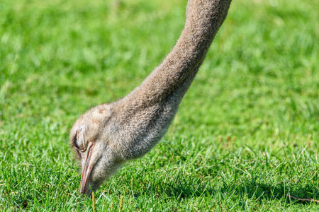 ostrich eats grass
