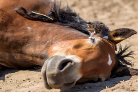 A small gray kitten sits on the head of a lying horse. Photographed close-up.の写真素材